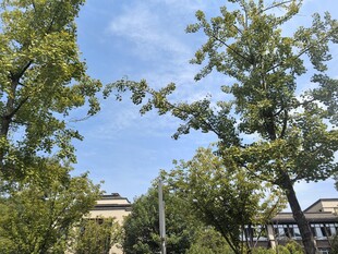 城市户外绿树蓝天景致