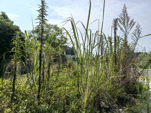 野外繁茂的绿色植物景观