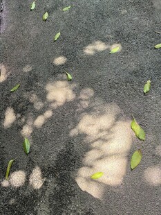 地面散落的黄叶与光斑