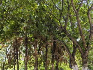 茂密榕树林景观