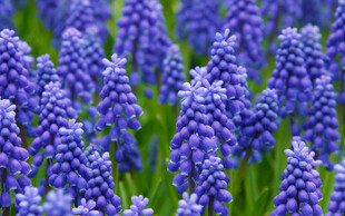 紫色风信子花海