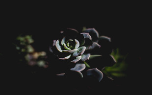 暗黑系神秘黑玫瑰