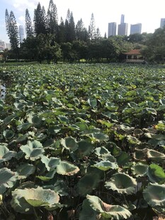 荷塘绿意浓