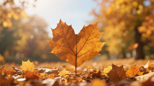 秋日落叶中的独片枫叶