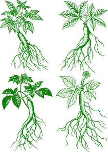 绿色人参矢量线稿