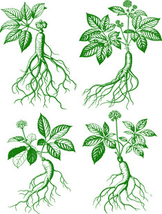 绿色人参矢量线稿