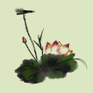 荷花