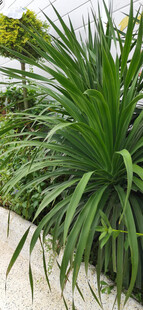 翠绿修长植物沿小径生长