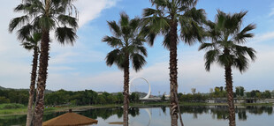 湖畔棕榈树风景