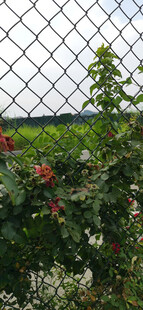 围栏边绽放的多彩花卉