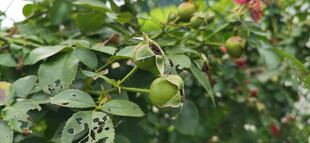 月季花果实繁茂枝叶