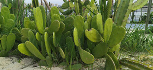 沙滩上翠绿仙人掌植物景观