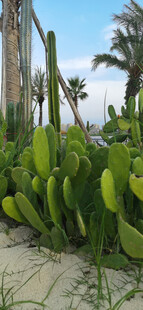户外沙滩上翠绿仙人掌植物景观