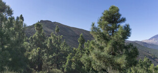 山林葱郁景色