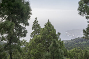 山林间的葱郁松树林景