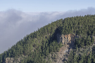 云雾缭绕的山林美景