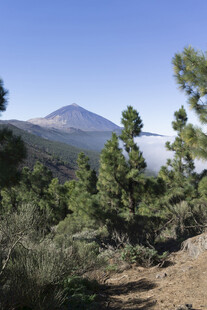 山间松景与远处山峰