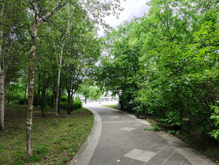 林间幽静小路