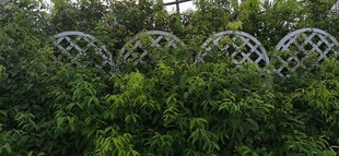 绿植环绕的拱形围栏景观