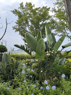 花园中的绿植与蓝色小花