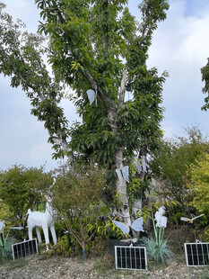 繁茂大树下太阳能板与装饰摆件