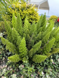 翠绿蕨类植物生机盎然
