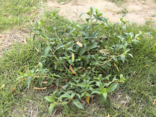 地面生长的绿色植物