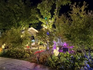 梦幻夜色中的花园景致