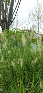野外葱郁草地与树木景观