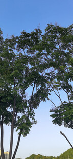 蓝天绿树风景图