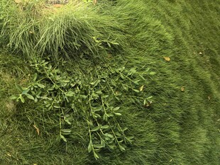 翠绿草丛中的蓬勃植物