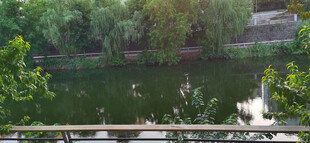 河畔绿意