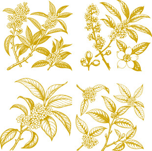 金色桂花矢量线条插画