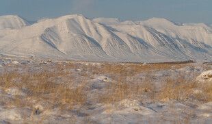雪山下的广袤原野