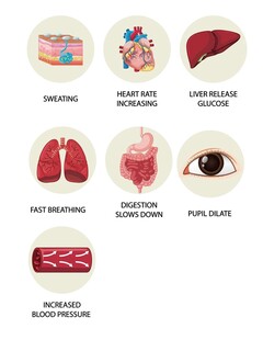 人体器官图示及名称