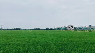 广袤绿野田园风光