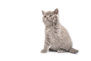 可爱灰猫坐着看镜头