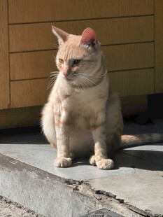 阳光下的可爱猫咪