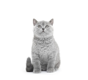 灰色猫咪端坐