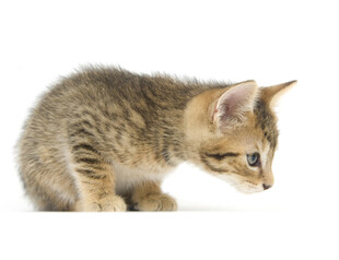 可爱小猫咪低头姿态