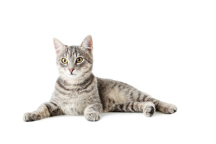 躺卧的斑纹猫咪
