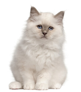可爱白色长毛小猫