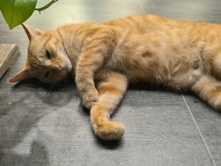 橘猫慵懒躺地小憩