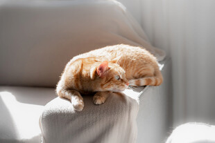 沙发上惬意休憩的橘猫