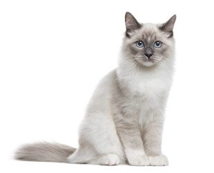 可爱布偶猫端坐