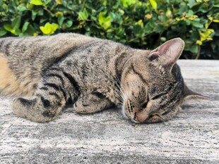 酣睡的条纹猫咪