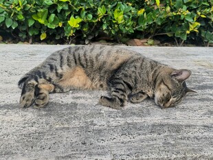路边酣睡的斑纹猫咪