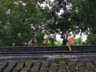 屋顶上的猫咪与绿植