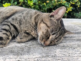 酣睡的条纹猫咪
