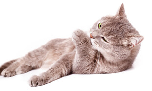躺卧的可爱猫咪